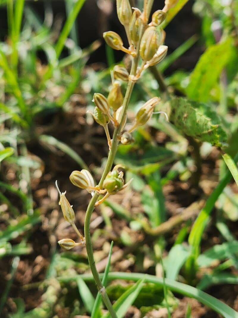 Trachyandra saltii 5