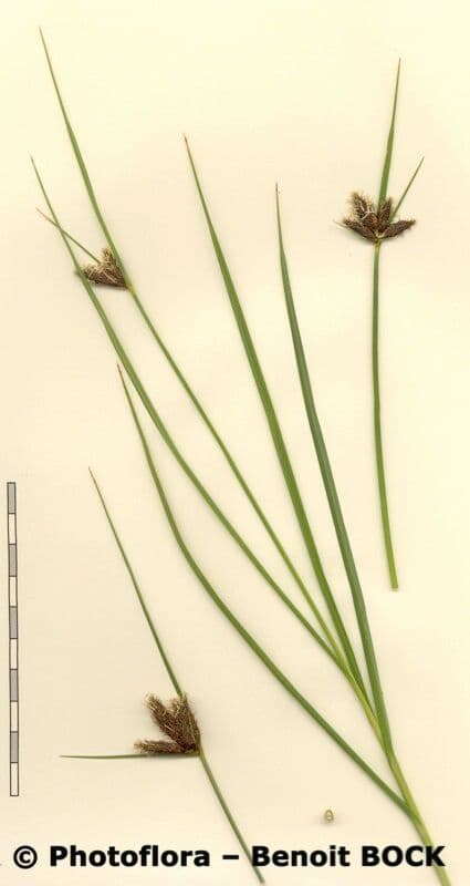 Lisca marittima 27