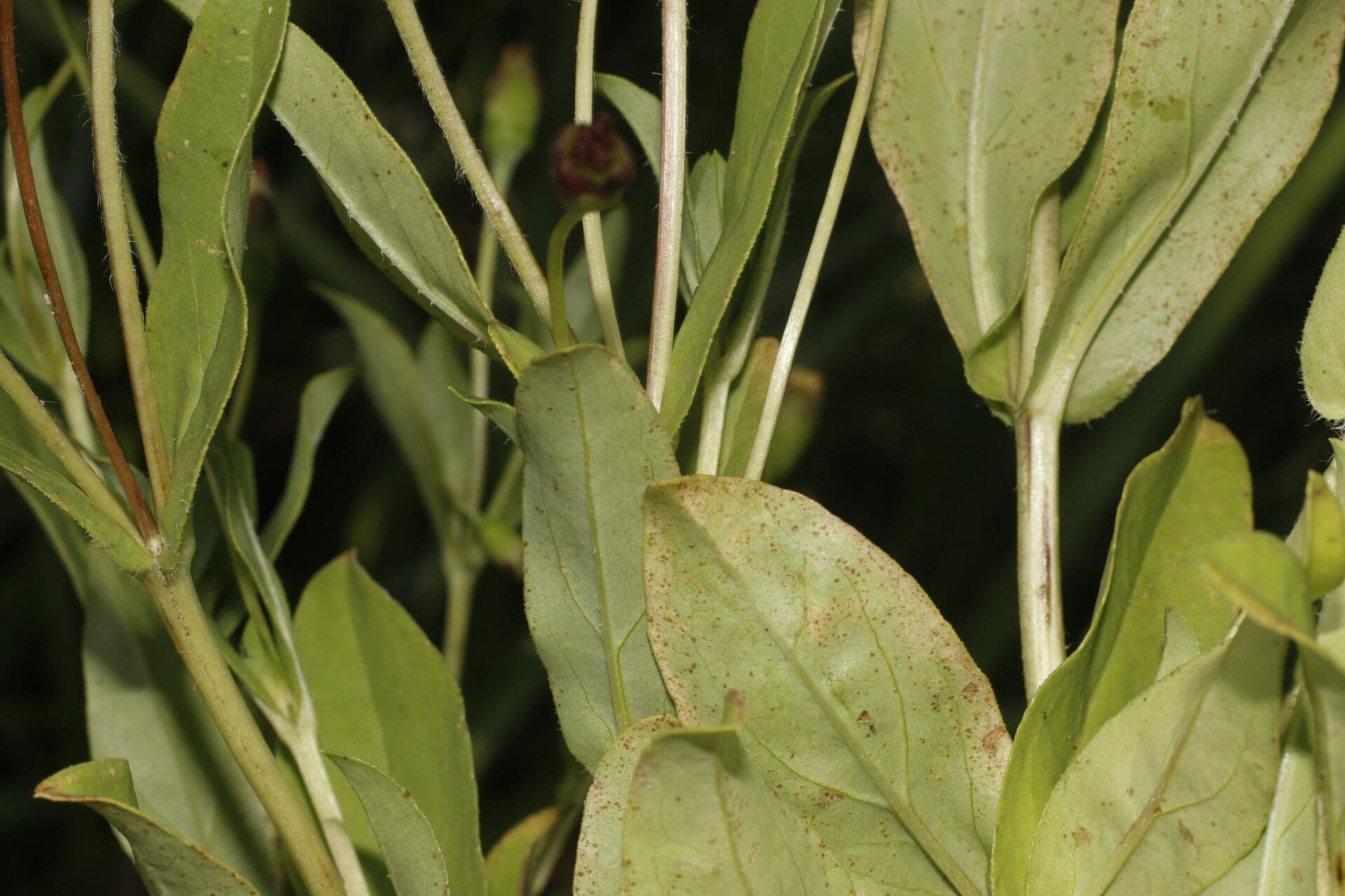 Espejoa 10