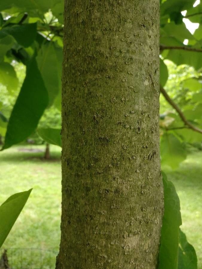 Magnolia à grandes feuilles 21
