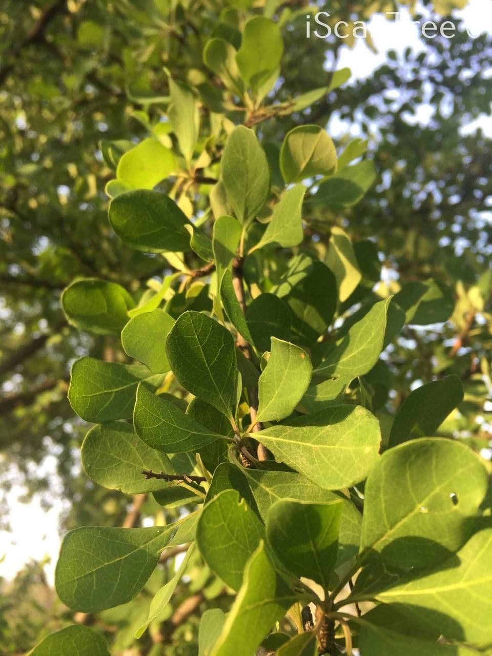 Terminalia 11