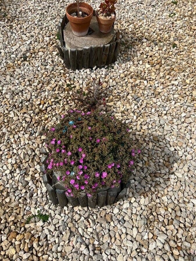 Flor di rugiada ispida 11