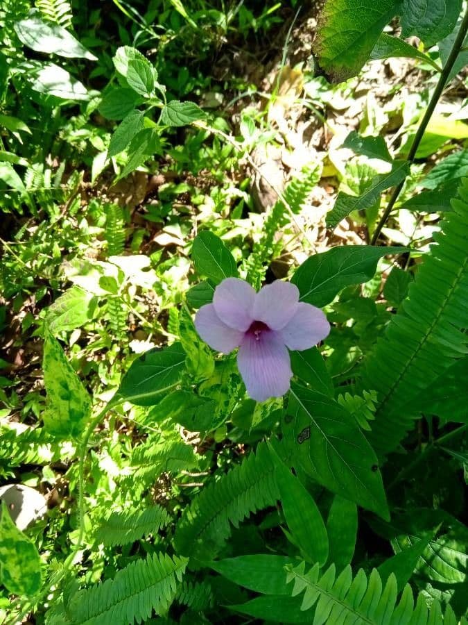 Bürstenblume 8
