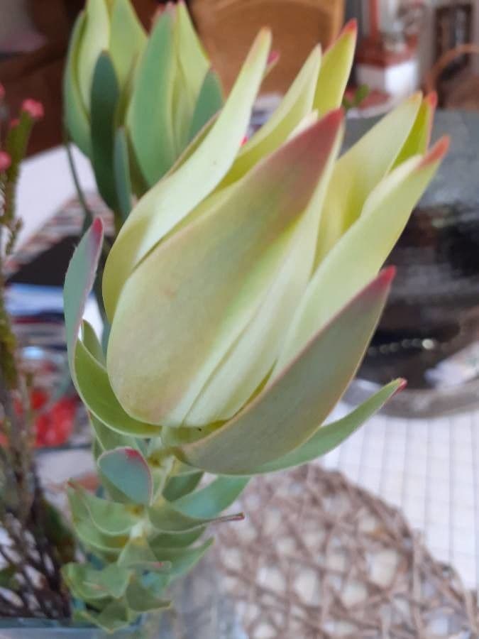 Leucadendron alloro 15
