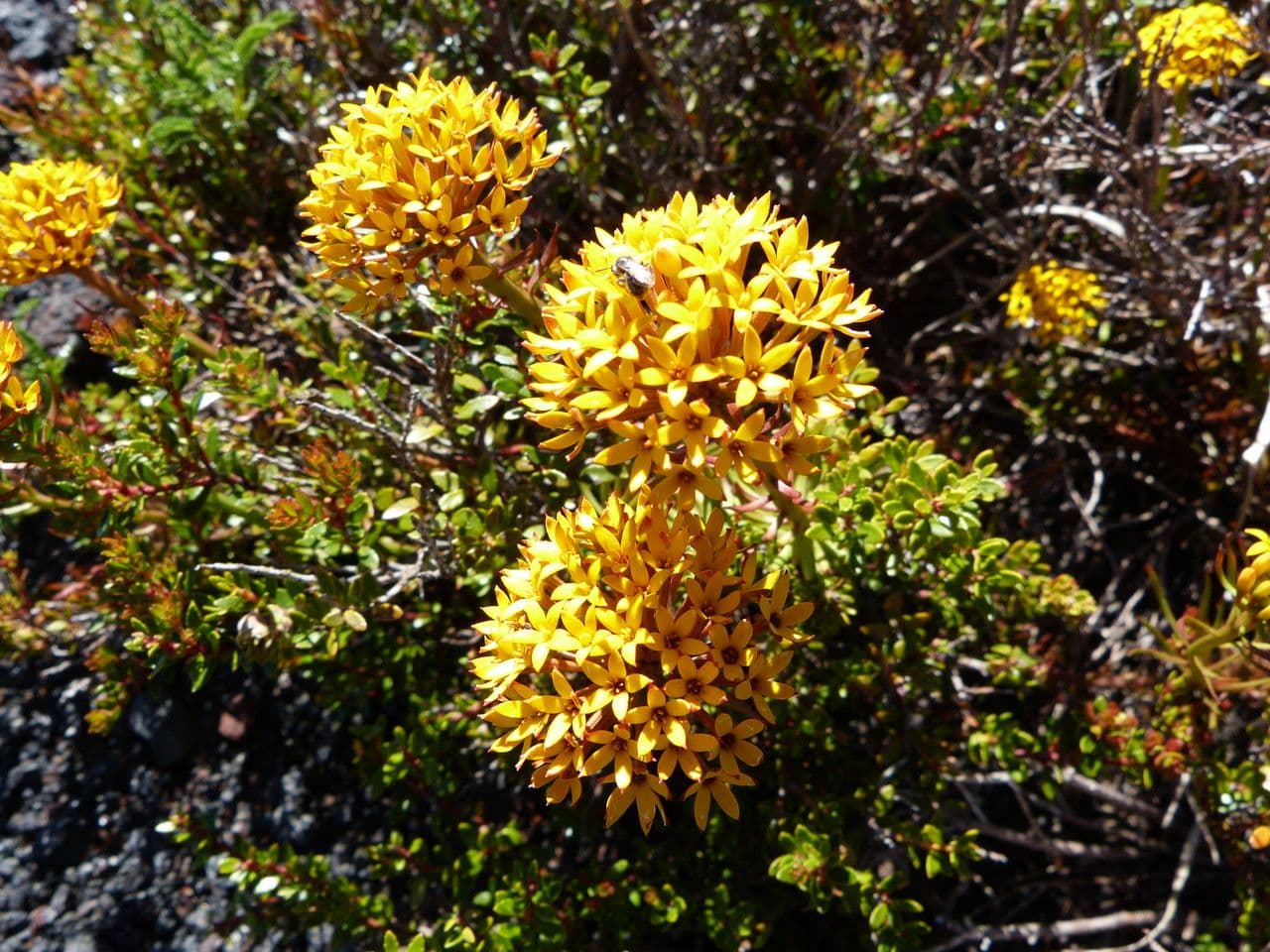 Quinchamalium 7