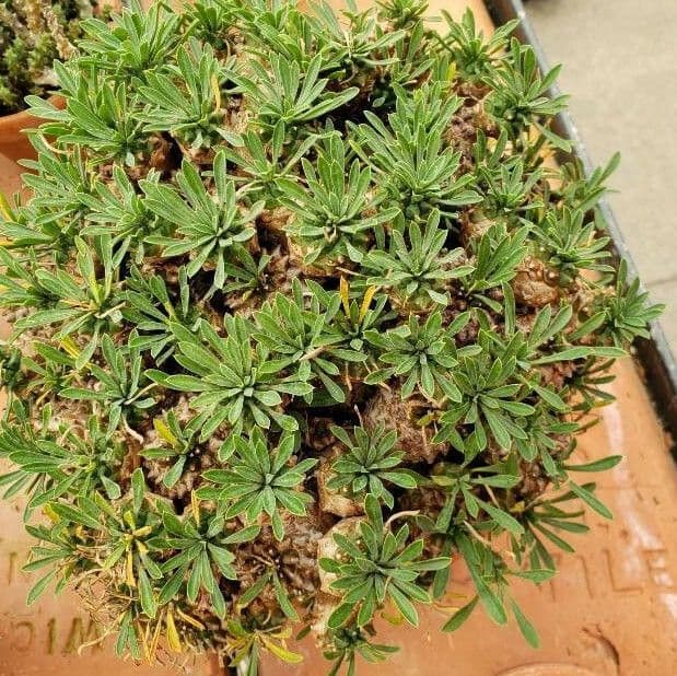 Alyssoides utriculata 11