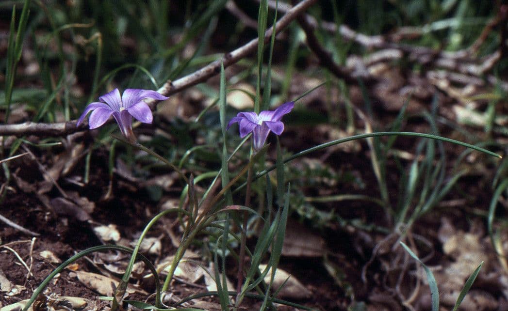 Romulea 11
