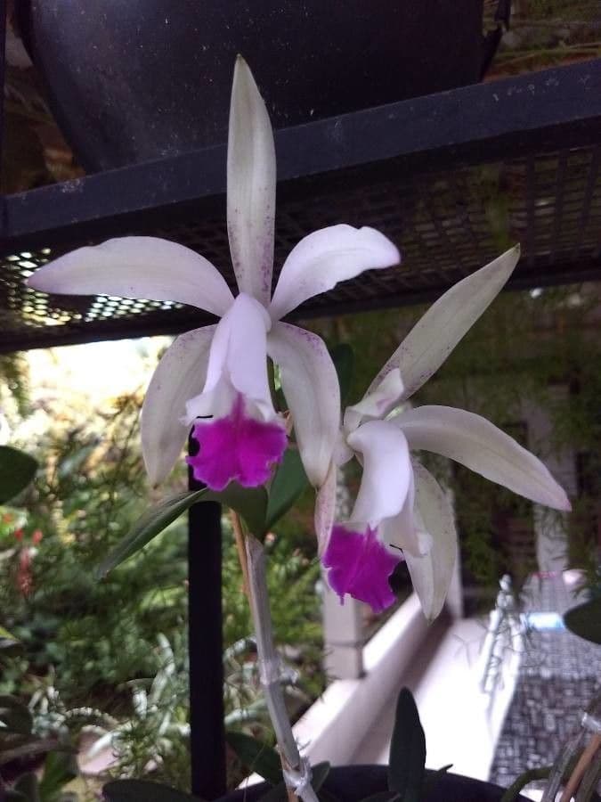 Cattleya intermedia