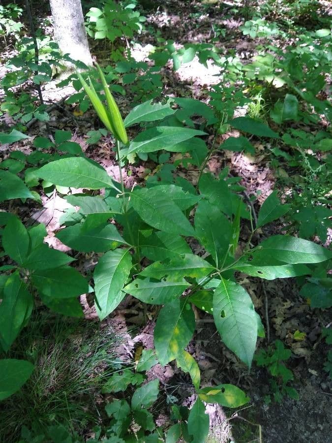 Algodonera 2