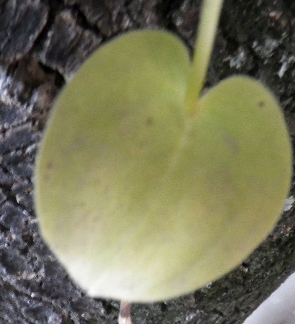 Gennaria diphylla 16