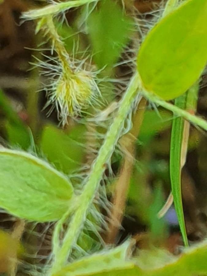Vyvinutec 2