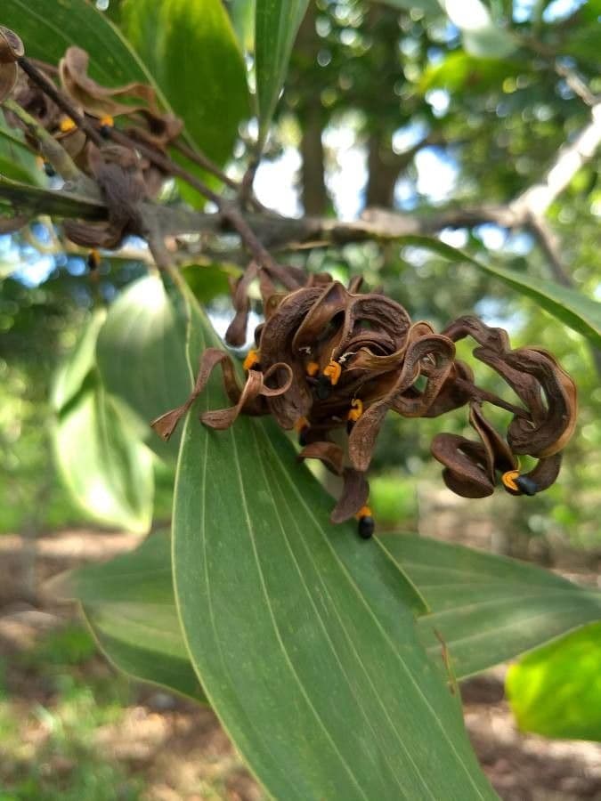 Akacja mangium 3