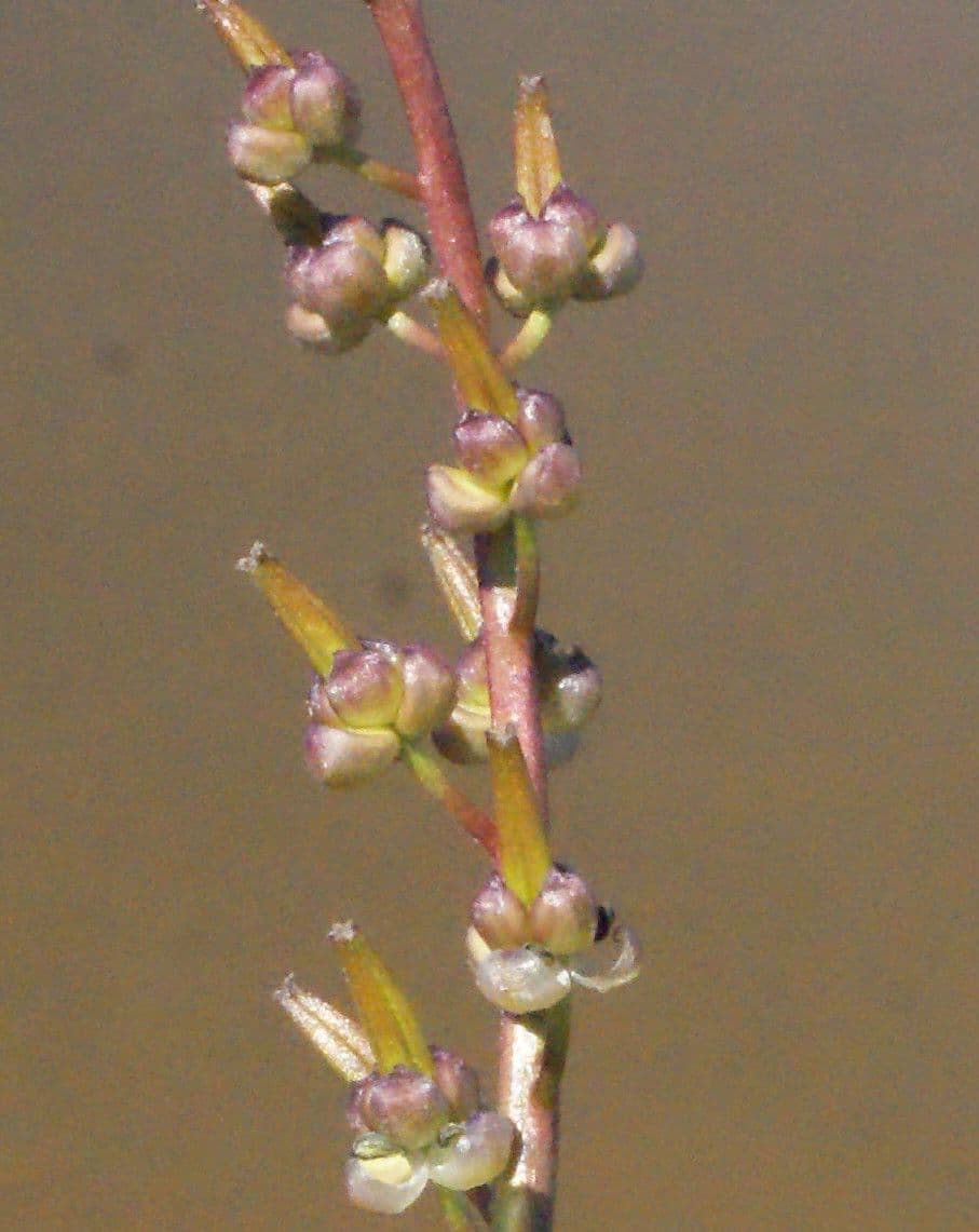 Triglochina bulbosa 6