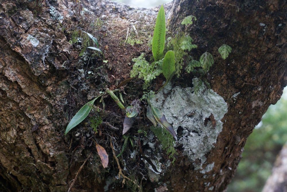 Elaphoglossum 2