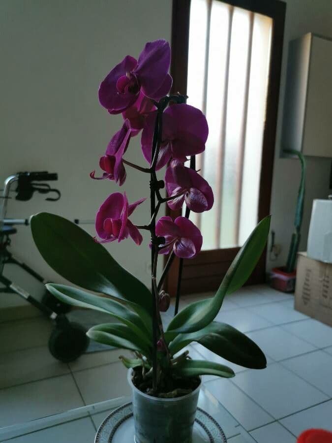 Spathoglottis plicata 13