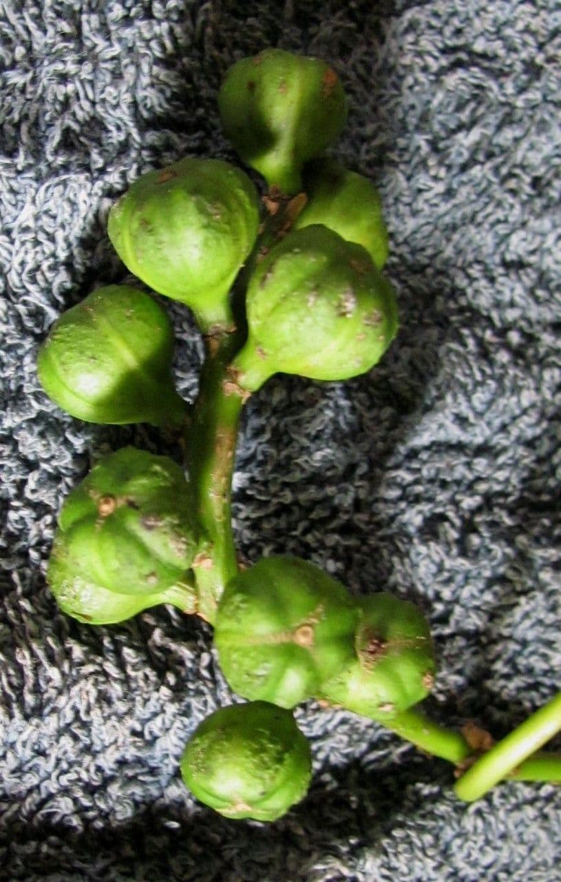 Sapium