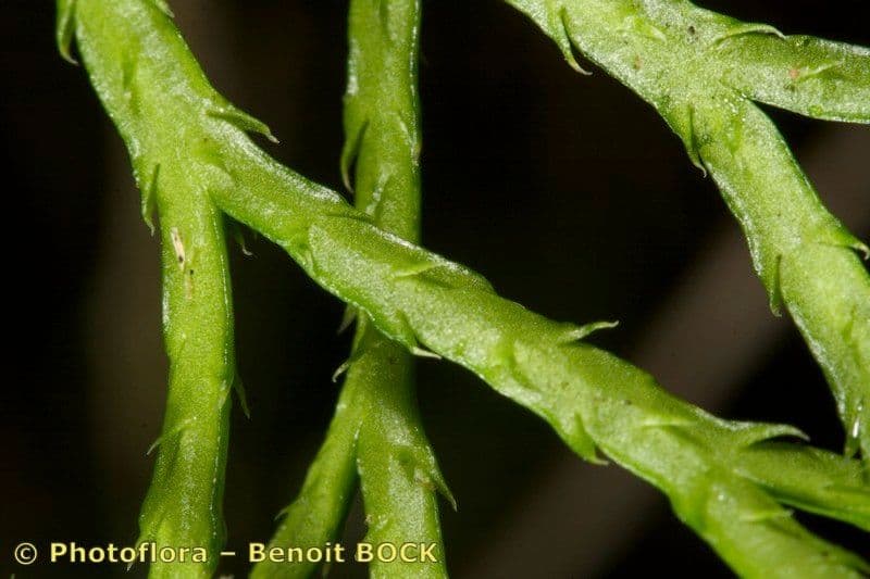 Lycopode aplati 16