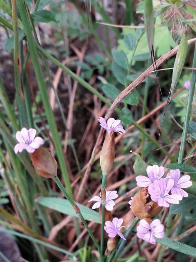 Clavel de monte 10