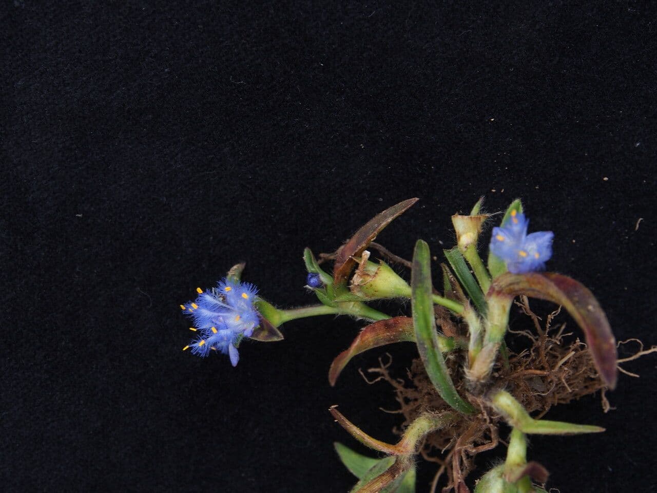 Cyanotis vaga 7