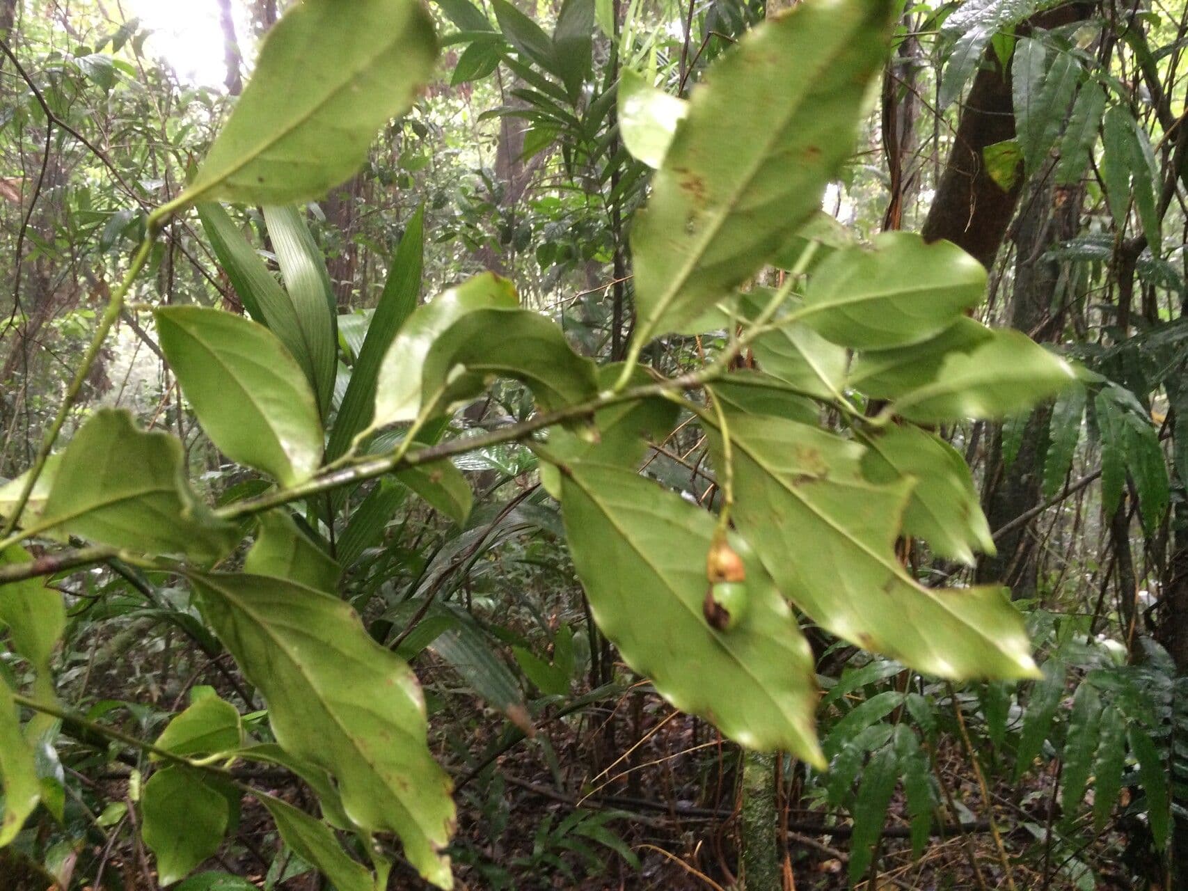 Ocotea 10