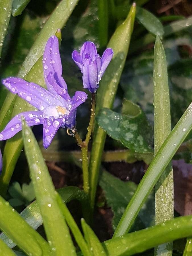 Scilla di Boissier 17