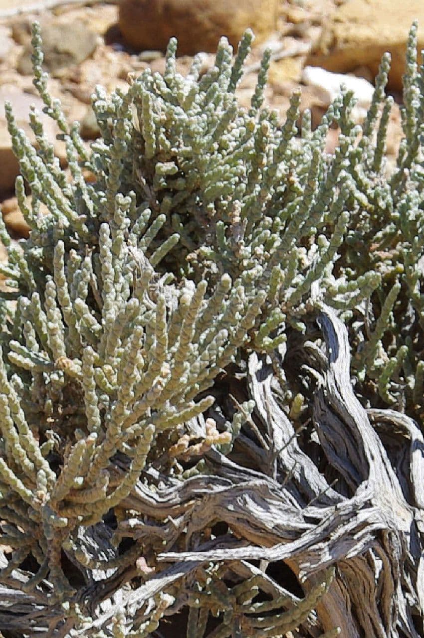 Anabasis articolata 23