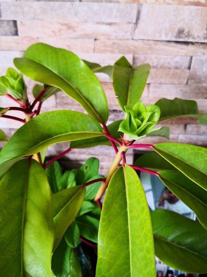 Daphniphyllum 15
