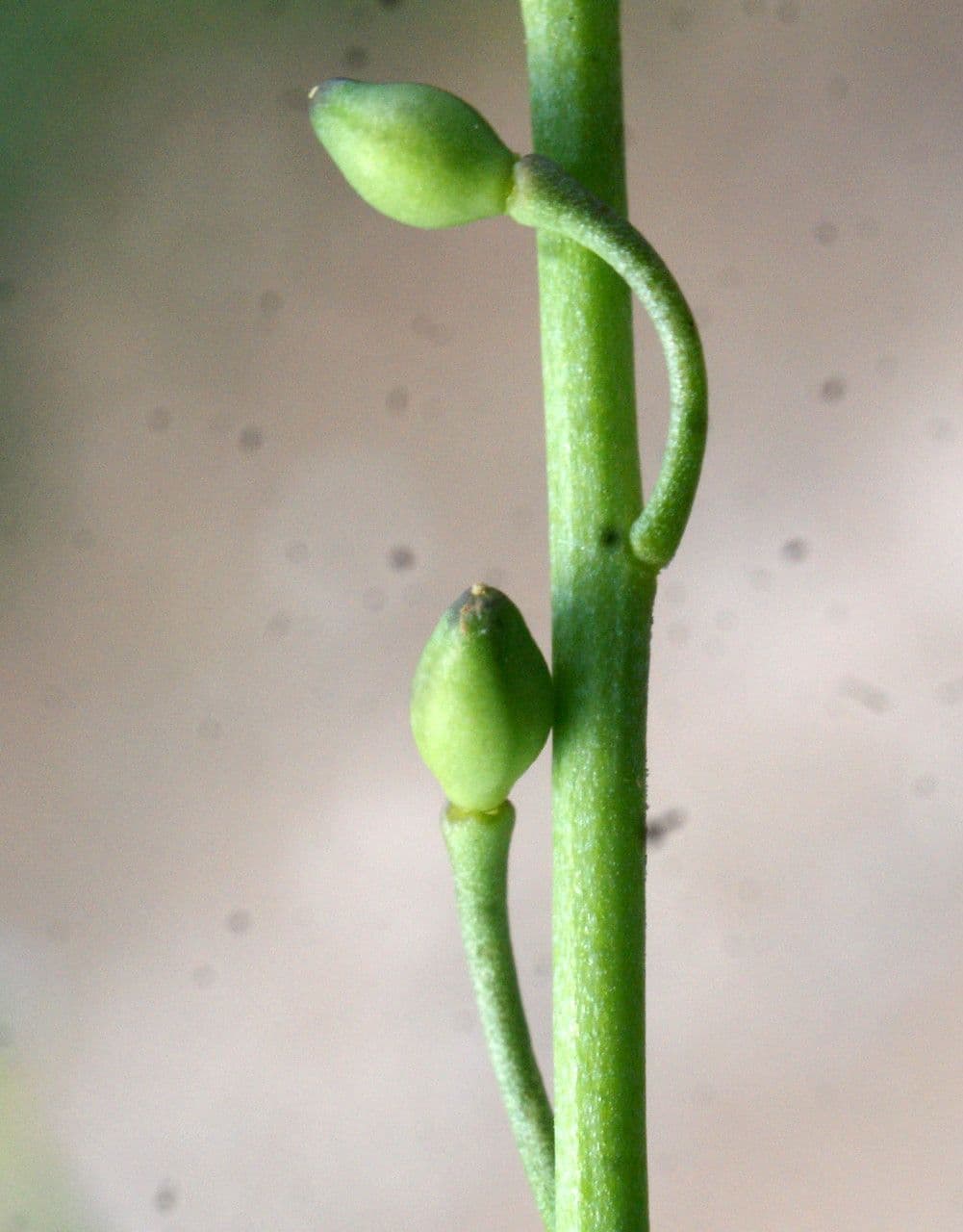 Calepina irregular 5