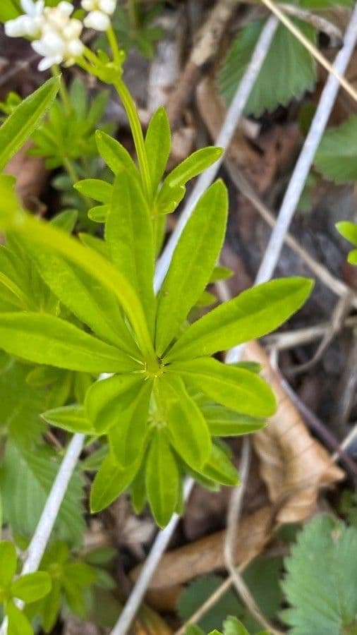 Stellina odorosa 19