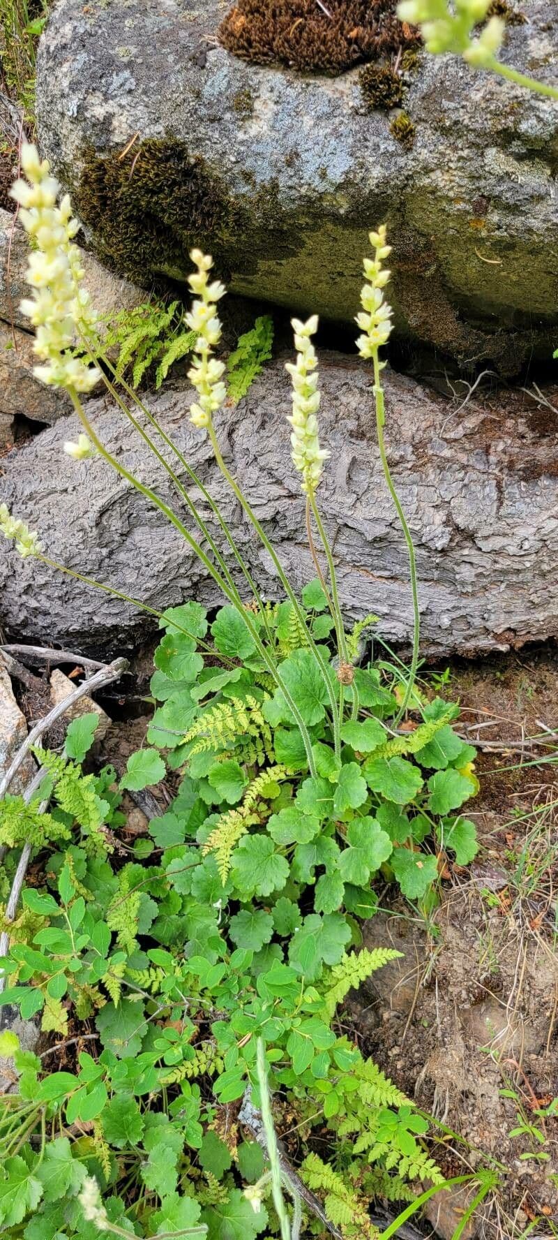 Heuchera cilindrica 7