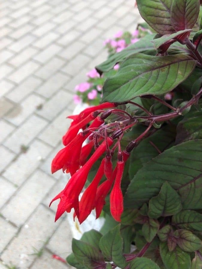 Fuchsien 9