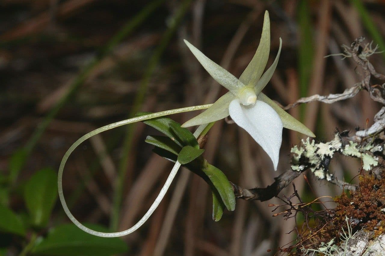 Angraecum