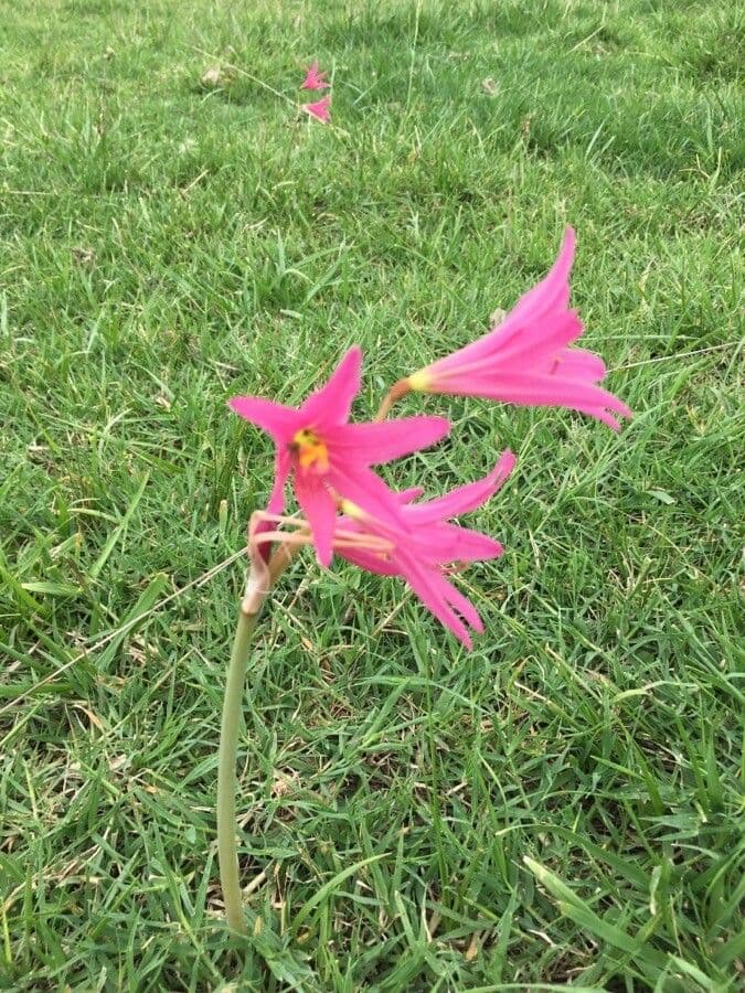 Rhodophiala 7