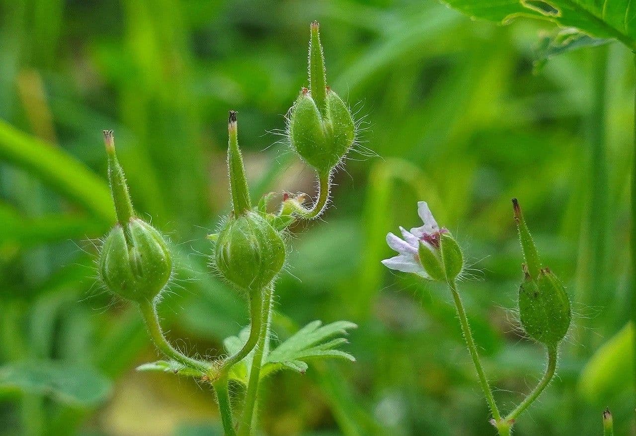 Géranium fluet