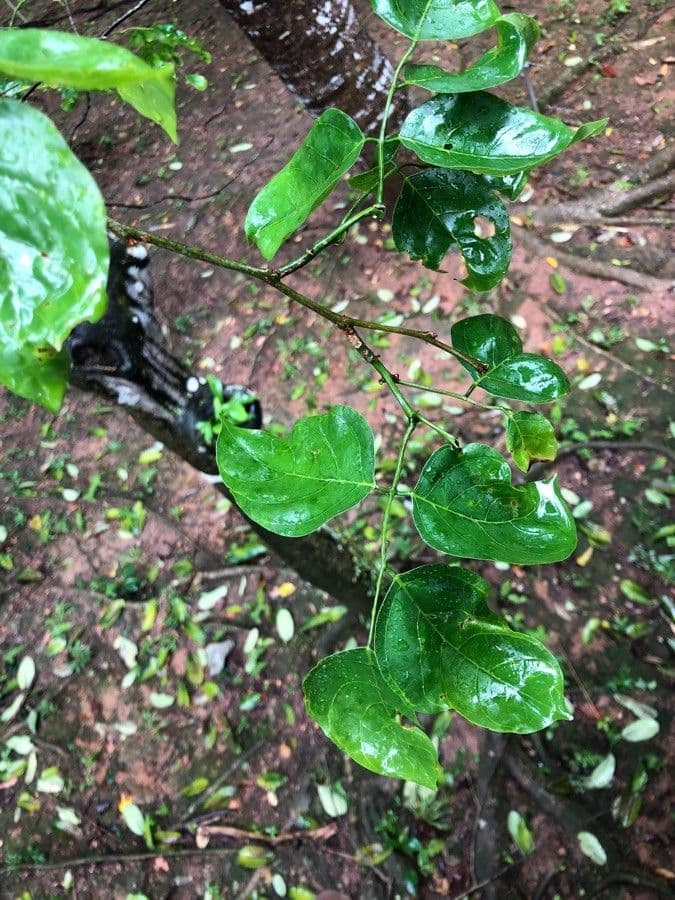 Dalbergia Oliveri