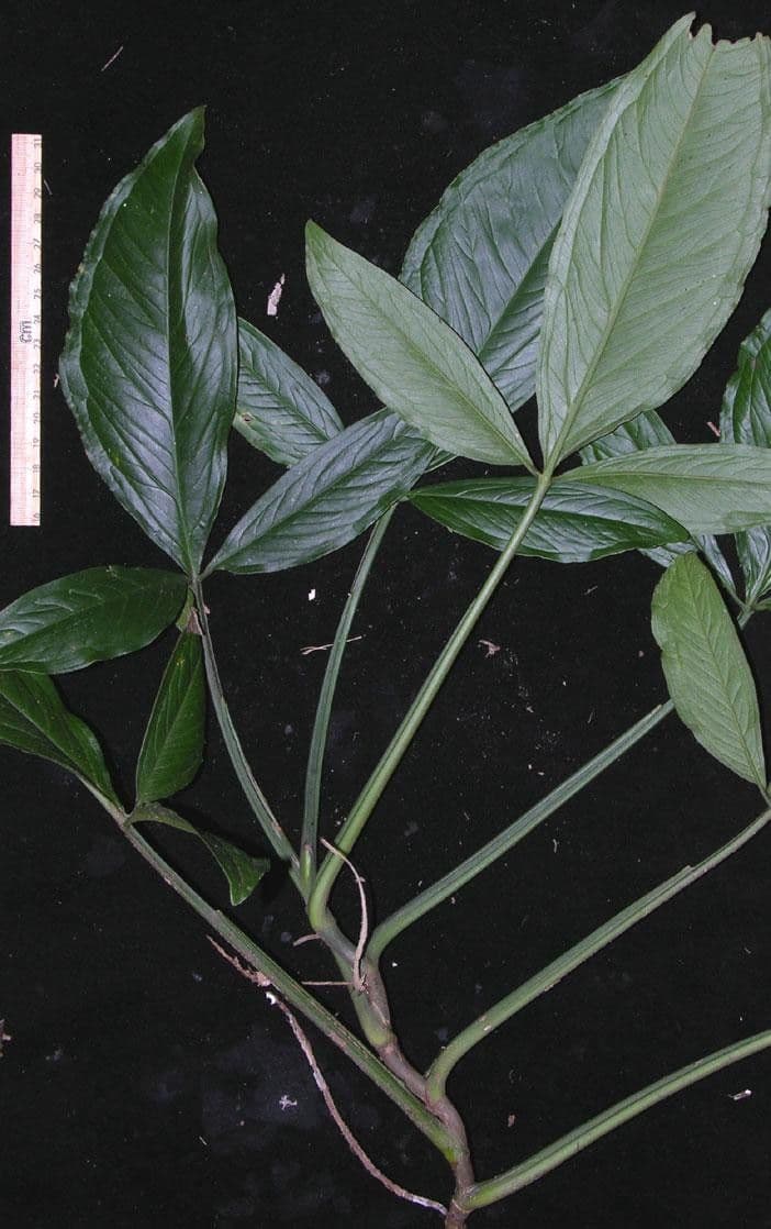 Syngonium 6
