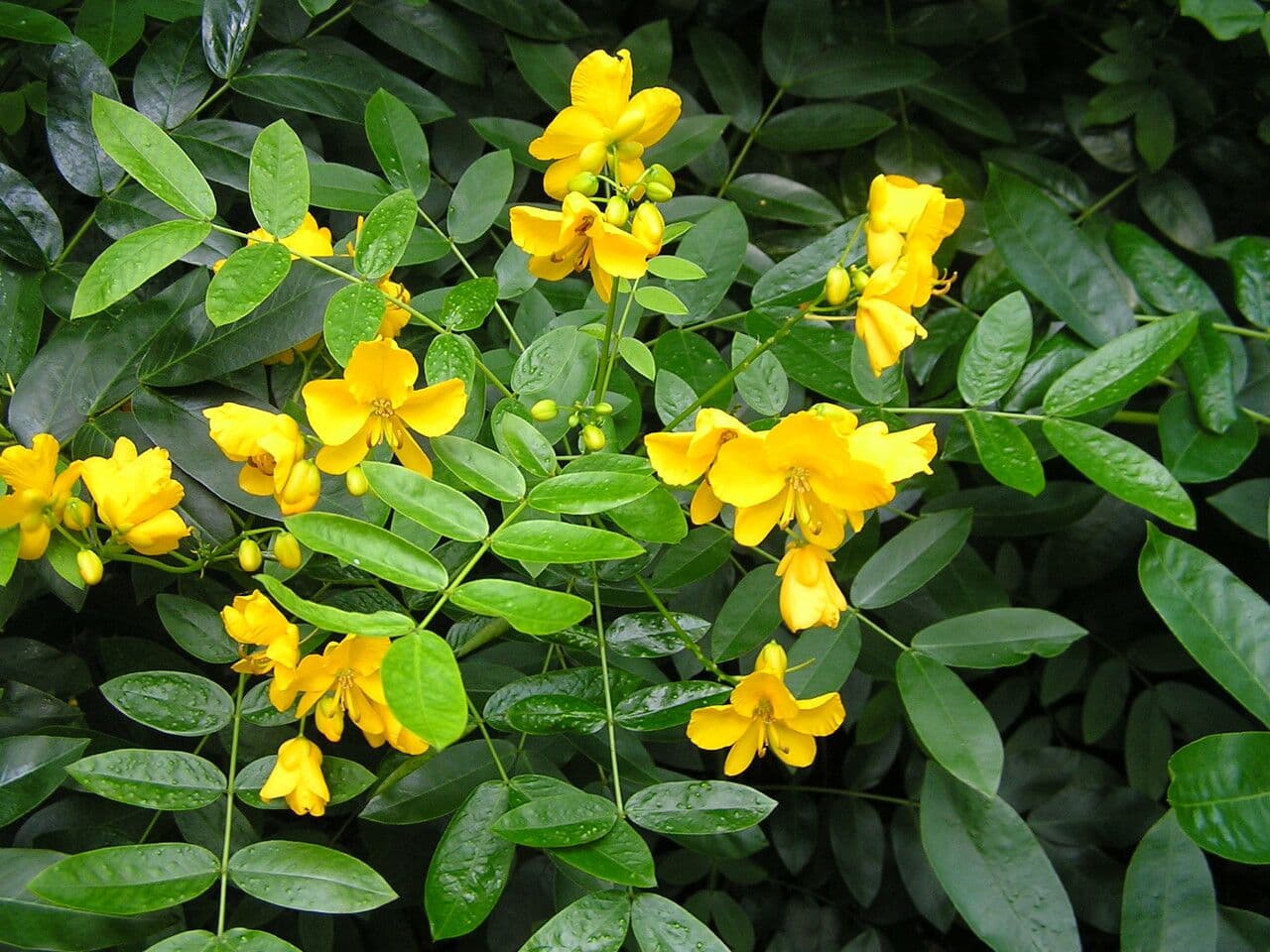 Sophora 7