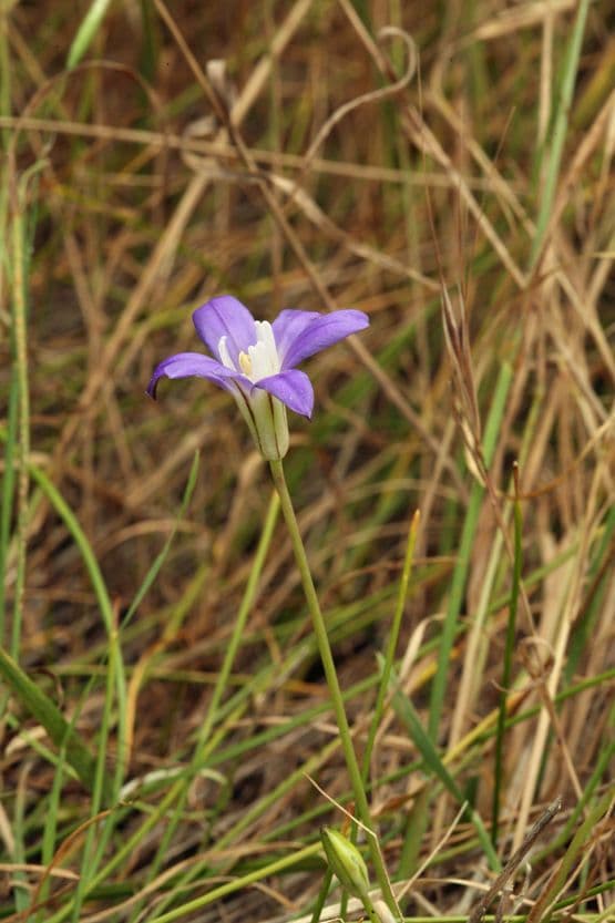 Brodiaea