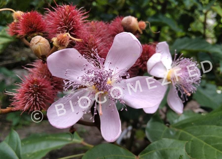 Achiote 8