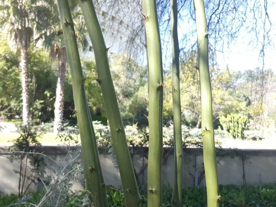 Parkinsonia 22