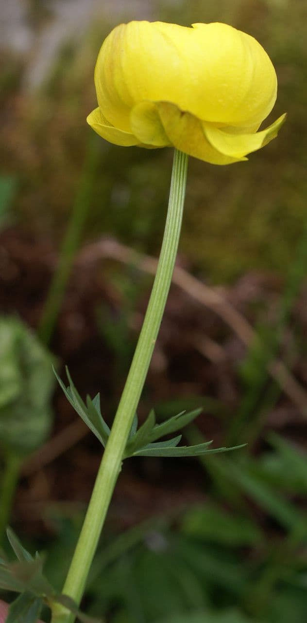 Botton d'oro 25