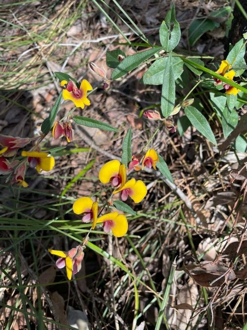 Bossiaea ornata 4