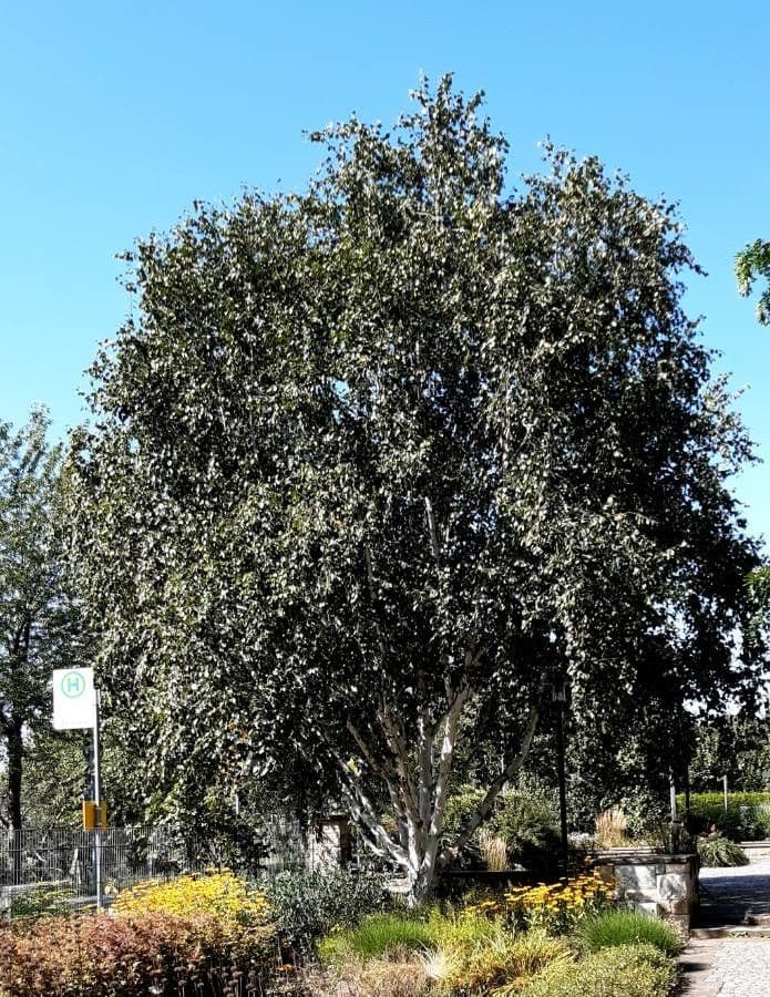 Brzoza himalajska 11