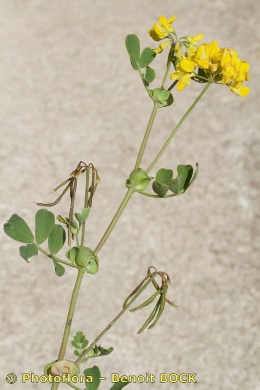 Coronilla valentina 26