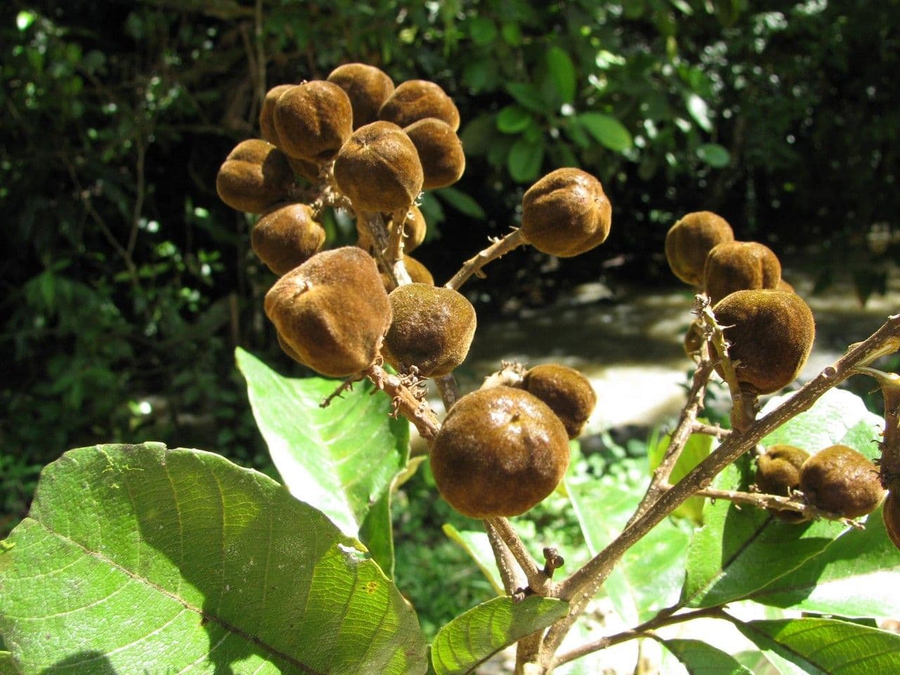 Cupania americká 5