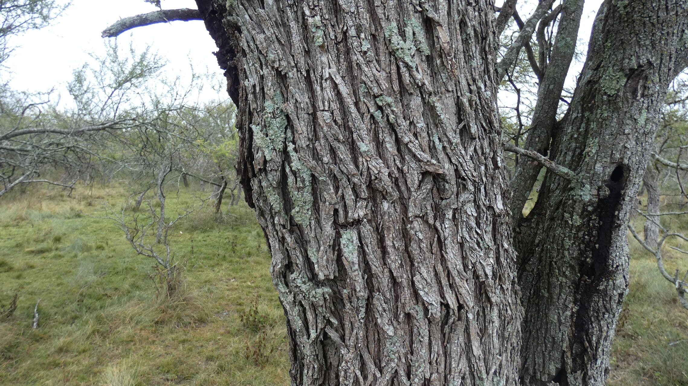 Prosopis 12