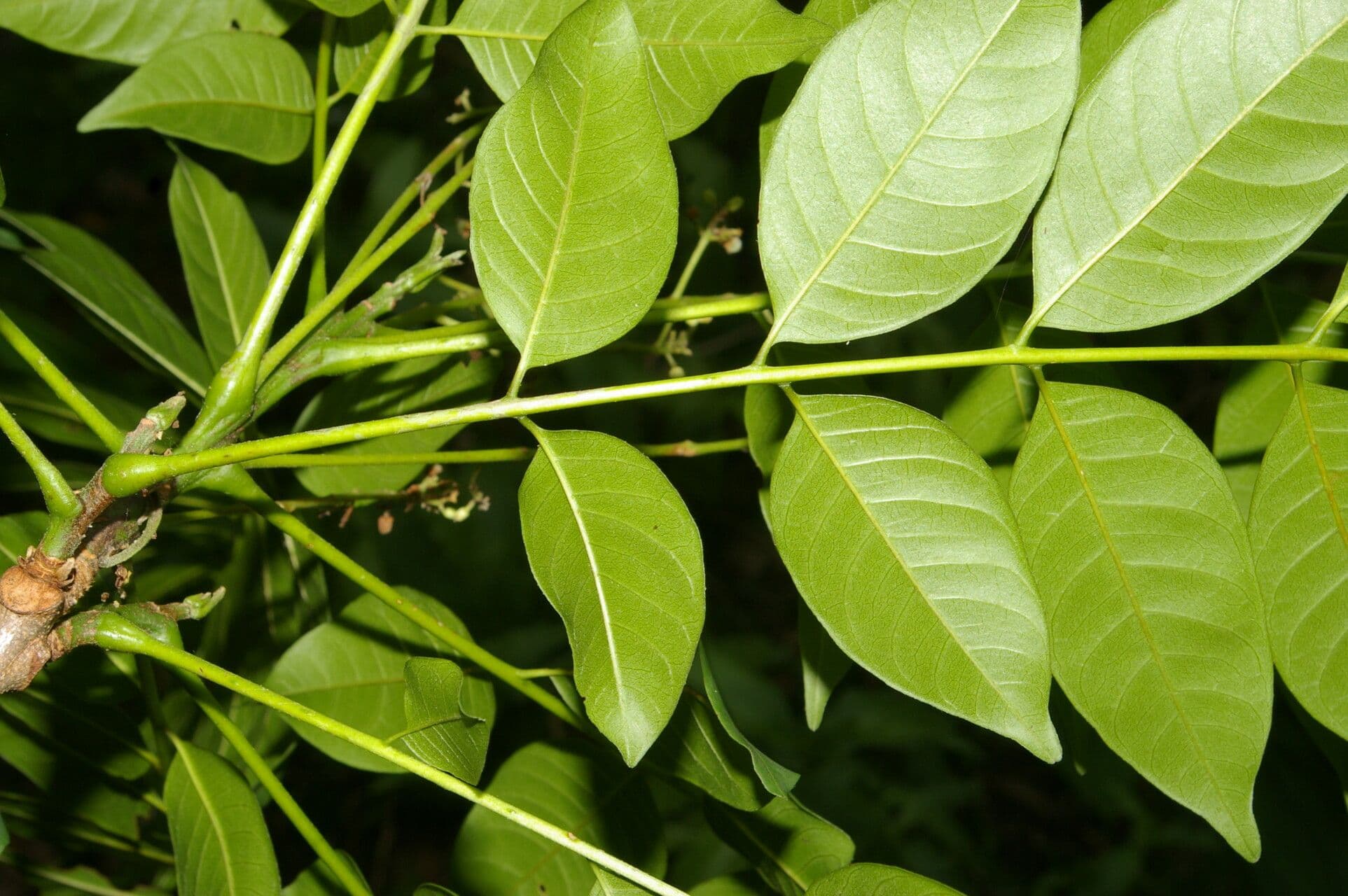 Trichilie drsná 5