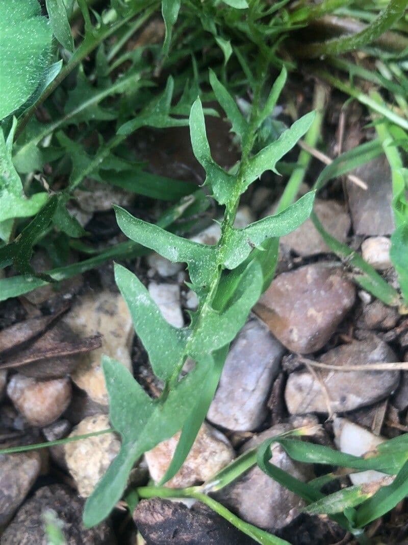 Diente de león marginado 2