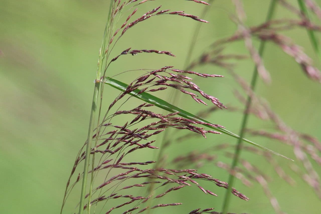 Tridens flavus 7