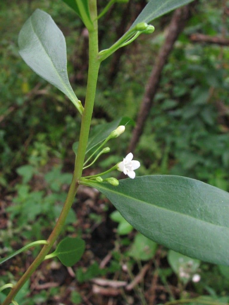 Schlankblättriges Myoporum 12